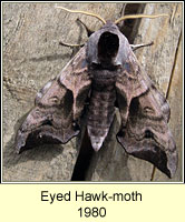 Eyed Hawk-moth, Smerinthus ocellata