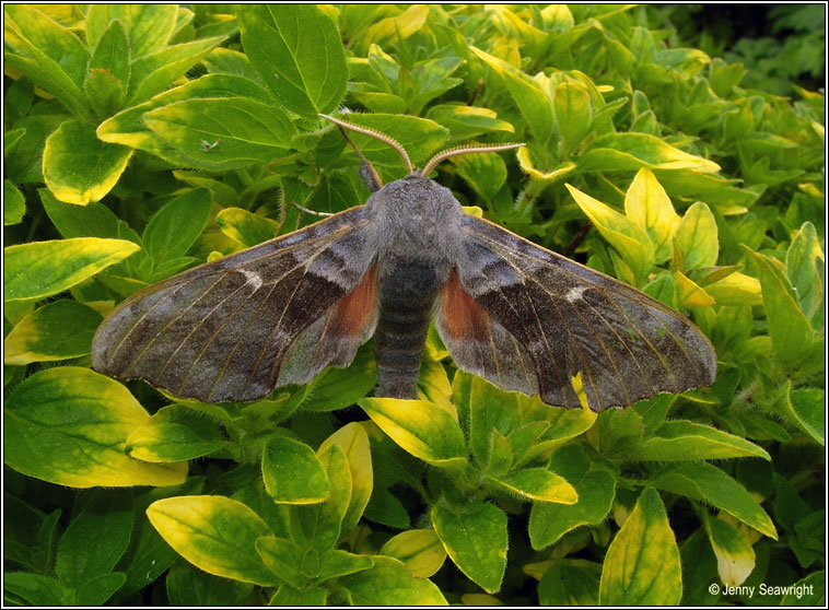 Poplar Hawk-moth, Laothoe populi