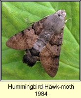 Hummingbird Hawk-moth, Macroglossum stellatarum