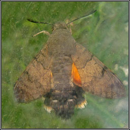 Hummingbird Hawk-moth, Macroglossum stellatarum