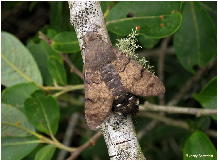 Hummingbird Hawk-moth, Macroglossum stellatarum