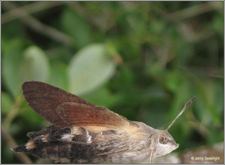 Hummingbird Hawk-moth, Macroglossum stellatarum