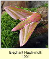 Elephant Hawk-moth, Deilephila elpenor