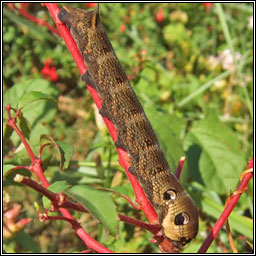 Elephant Hawk-moth, Deilephila elpenor