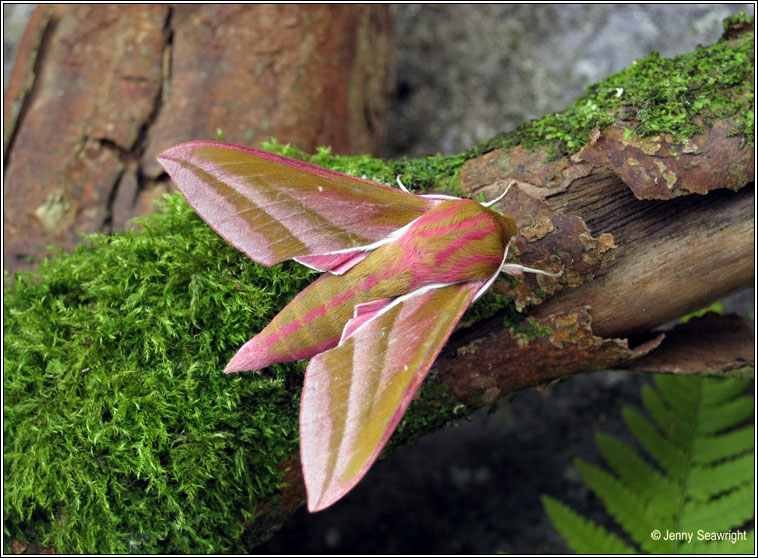 Elephant Hawk-moth, Deilephila elpenor