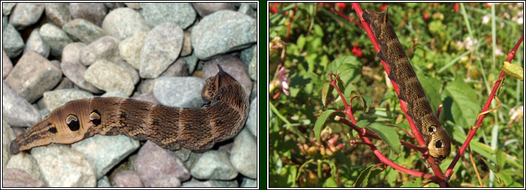 Elephant Hawk-moth, Deilephila elpenor