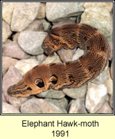 Elephant Hawk-moth, Deilephila elpenor (caterpillar)