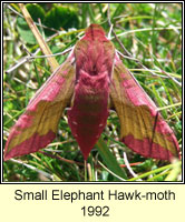 Small Elephant Hawk-moth, Deilephila porcellus