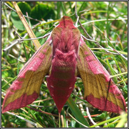 Small Elephant Hawk-moth, Deilephila porcellus