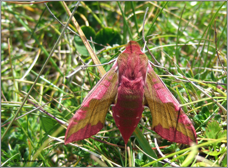 Small Elephant Hawk-moth, Deilephila porcellus