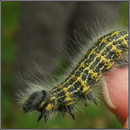 Buff Tip, Phalera bucephala