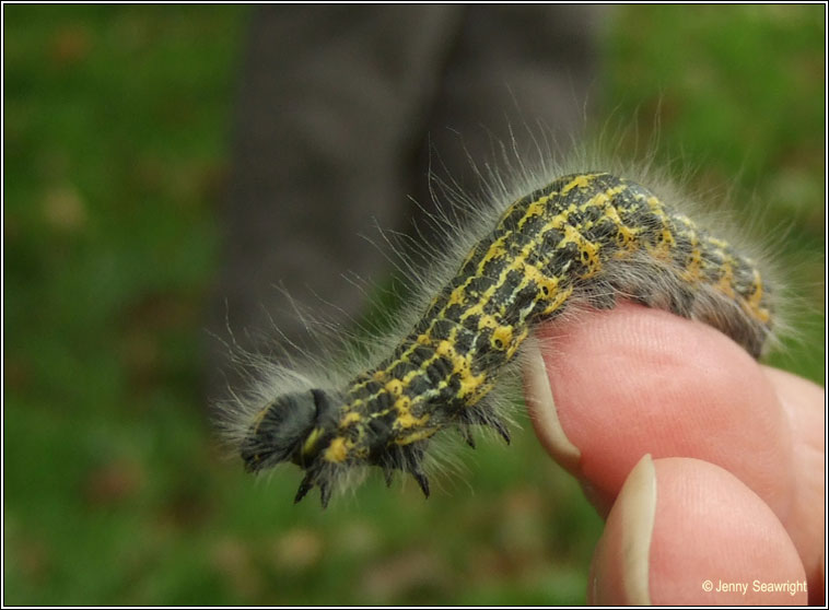 Buff Tip, Phalera bucephala (caterpillar)