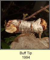 Buff Tip, Phalera bucephala