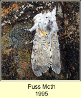 Puss Moth, Cerura vinula