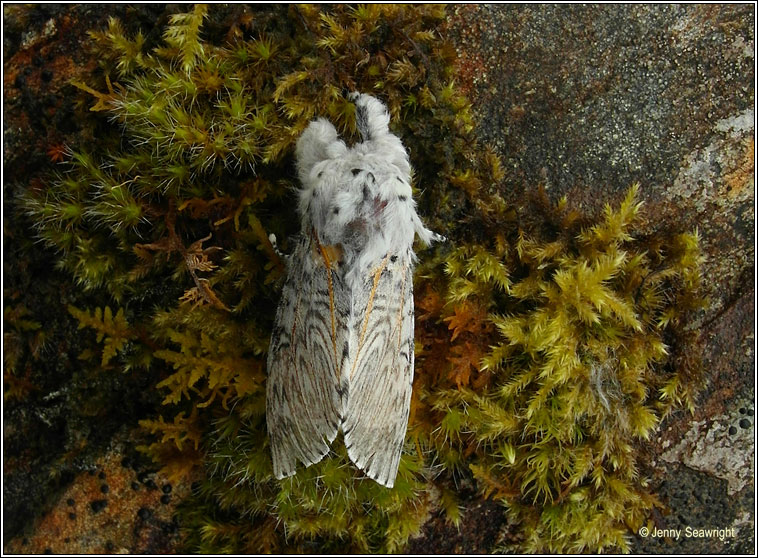 Puss Moth, Cerura vinula