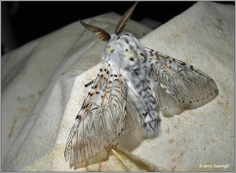 Puss Moth, Cerura vinula