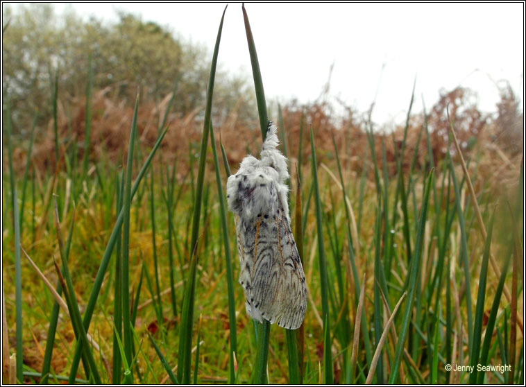 Puss Moth, Cerura vinula