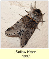 Sallow Kitten, Furcula furcula