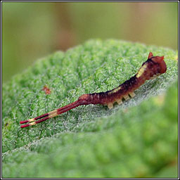 Sallow Kitten, Furcula furcula