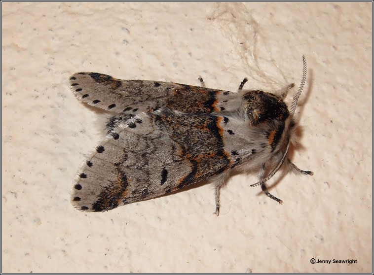 Sallow Kitten, Furcula furcula