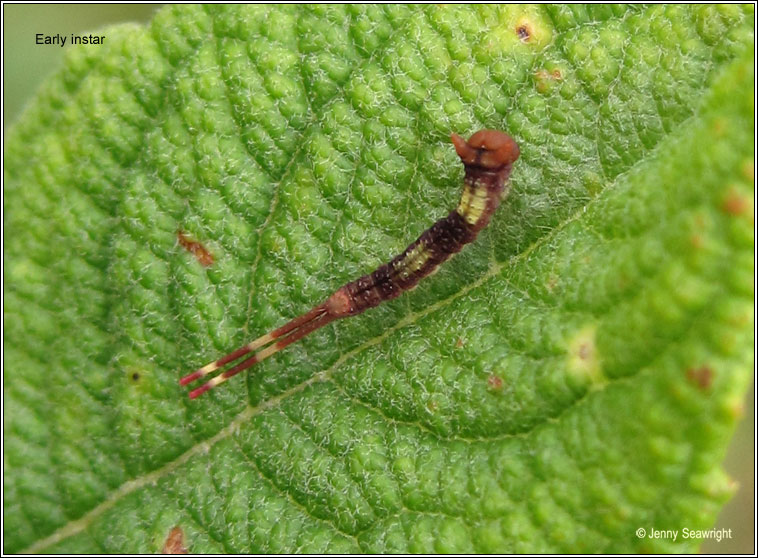 Sallow Kitten, Furcula furcula, caterpillar