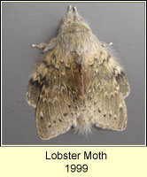 Lobster Moth, Stauropus fagi