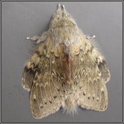 Lobster Moth, Stauropus fagi