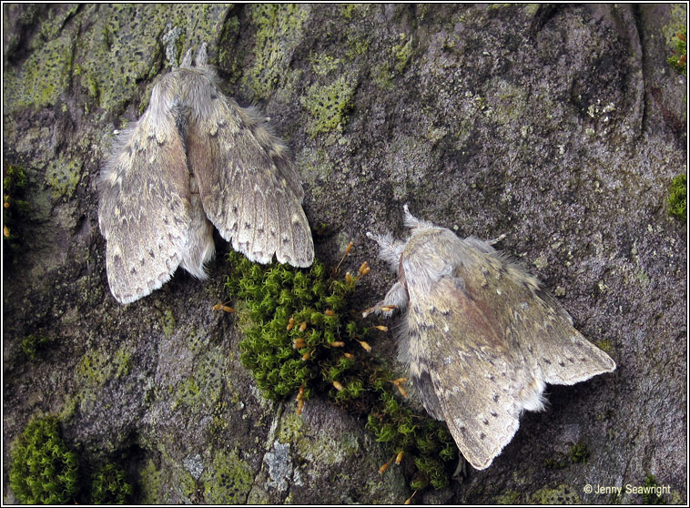 Lobster Moth, Stauropus fagi