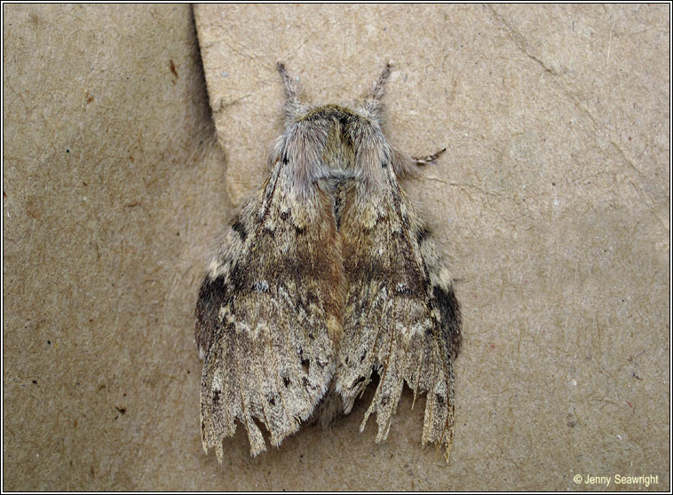 Lobster Moth, Stauropus fagi