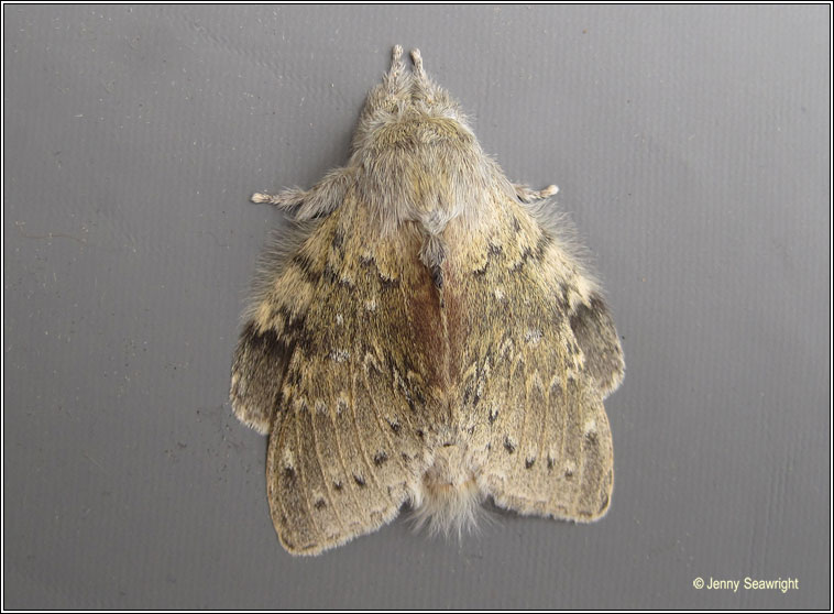 Lobster Moth, Stauropus fagi