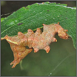 Iron Prominent, Notodonta dromedarius