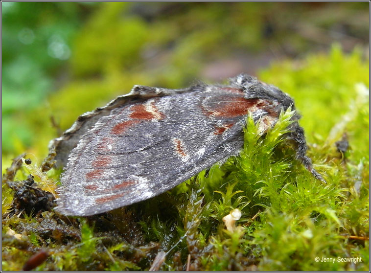 Iron Prominent, Notodonta dromedarius