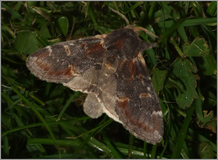 Iron Prominent, Notodonta dromedarius