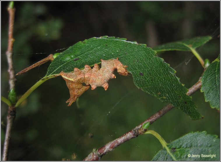 Iron Prominent, Notodonta dromedarius