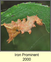 Iron Prominent, Notodonta dromedarius