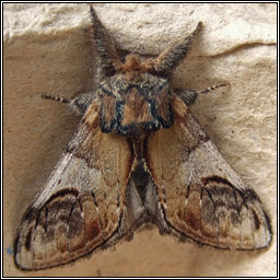 Pebble Prominent, Notodonta ziczac