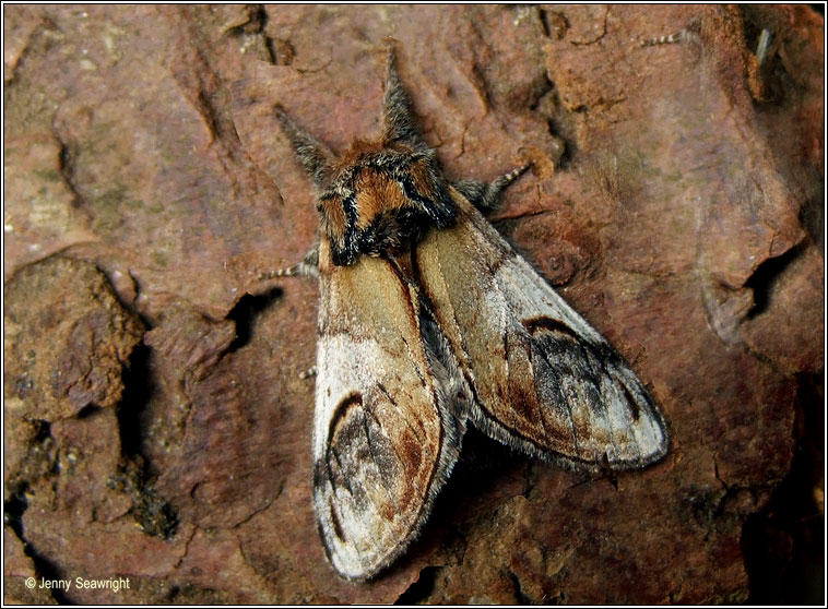 Pebble Prominent, Notodonta ziczac