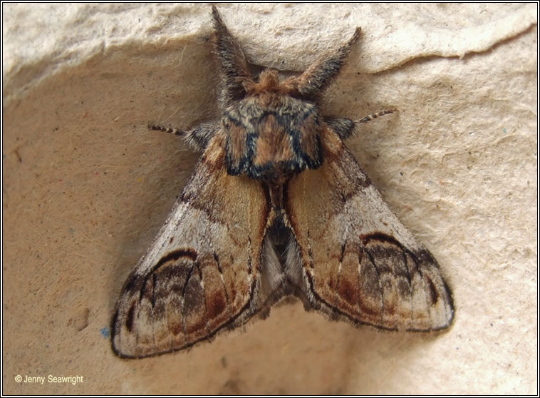 Pebble Prominent, Notodonta ziczac