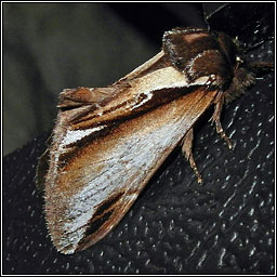 Lesser Swallow Prominent, Pheosia gnoma