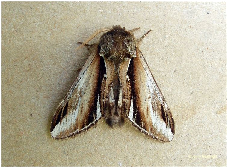 Lesser Swallow Prominent, Pheosia gnoma