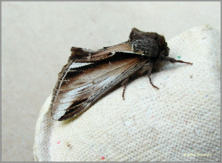 Lesser Swallow Prominent, Pheosia gnoma