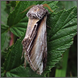 Swallow Prominent, Pheosia tremula