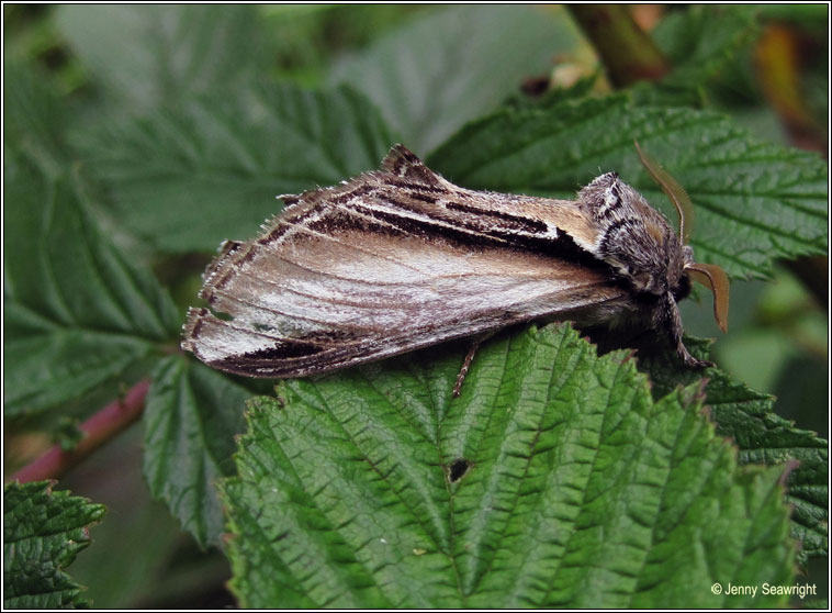 Swallow Prominent, Pheosia tremula