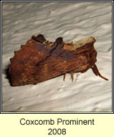 Coxcomb Prominent, Ptilodon capucina