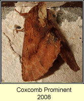Coxcomb Prominent, Ptilodon capucina