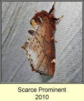 Scarce Prominent, Odontosia carmelita