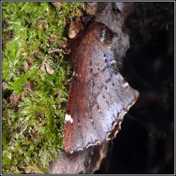 Scarce Prominent, Odontosia carmelita