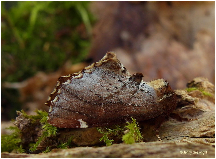 Scarce Prominent, Odontosia carmelita