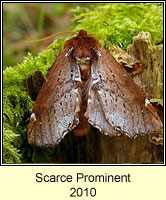 Scarce Prominent, Odontosia carmelita