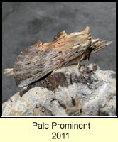 Pale Prominent, Pterostoma palpina